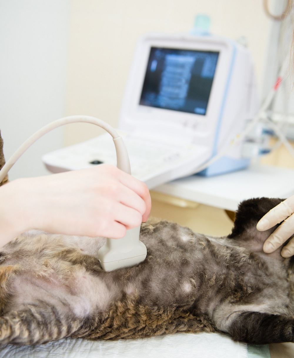 Ultrasound Reno, NV