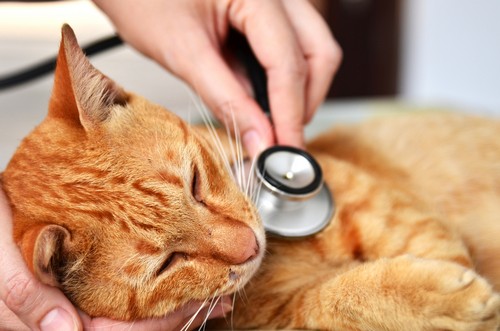 veterinary services Reno, NV
